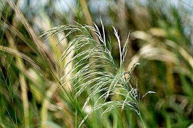 和风对战卡牌游戏《阴阳师 百闻牌》 现已上线Steam